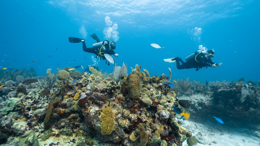 How to plan a successful scuba diving vacation?