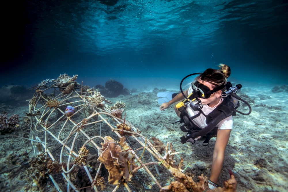 How Does Scuba Diving Play a Key Role in Marine Conservation and Research?